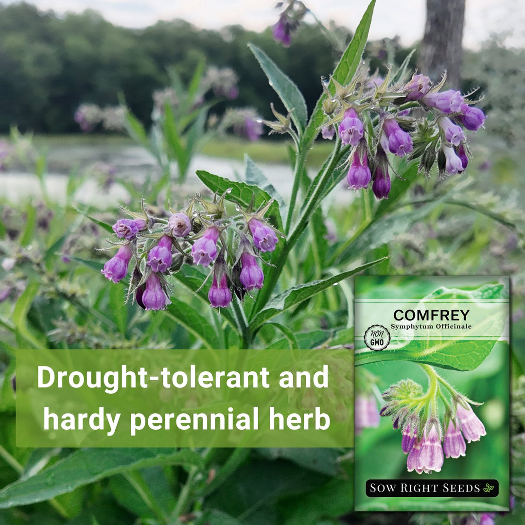 comfrey plant seeds Sow Right Seeds - Comfrey Seeds for Planting - Non-GMO Heirloom Packet with Instructions to Plant an Outdoor or Indoor Herb Garden