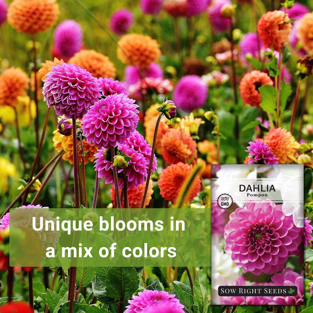 dahlia pompon seeds Pompon Dahlia Seeds