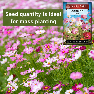 cosmos mix seeds seed quantity is ideal for mass planting