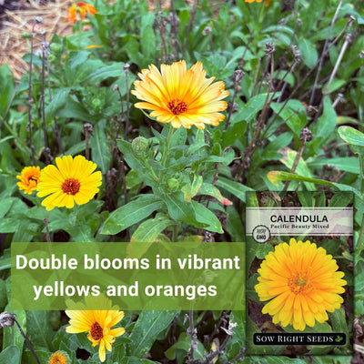 Pacific Beauty Mixed Calendula