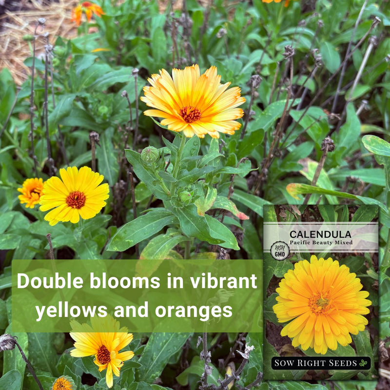 Pacific Beauty Mixed Calendula