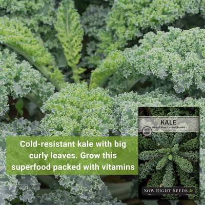 dwarf blue curled scotch kale cold-resistant kale with big curly leaves, grow this superfood packed with vitamins