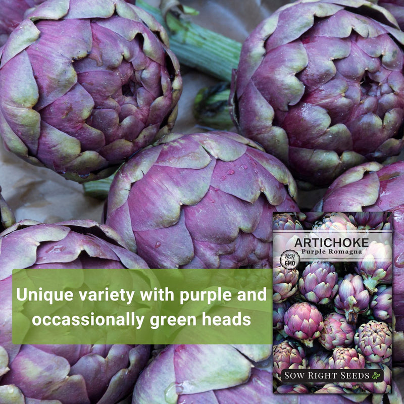 Purple Romagna Artichoke Seeds