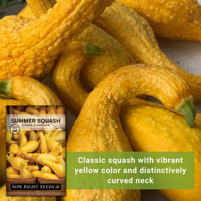 golden crookneck summer squash seeds classic squash with vibrant yellow color and distinctively curved neck