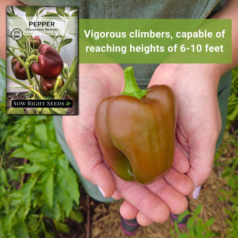 chocolate beauty pepper seeds vigorous climbers capable of reaching heights of 6-10 feet