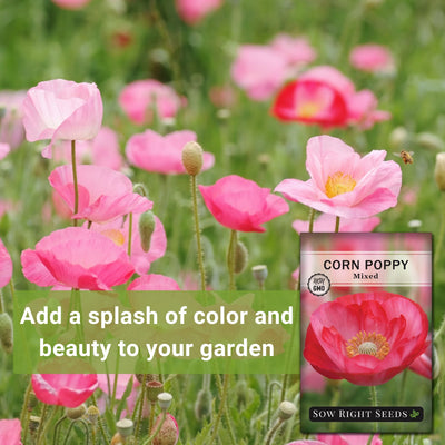 mixed corn poppy seeds add a splash of color and beauty to your garden