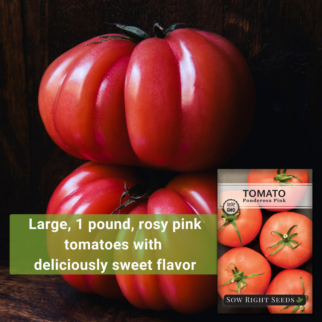 rosada tomato seeds for sale Ponderosa Pink Tomato Seeds for Planting
