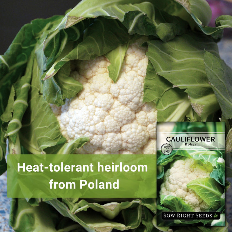 rober cauliflower seeds heat-tolerant heirloom from poland