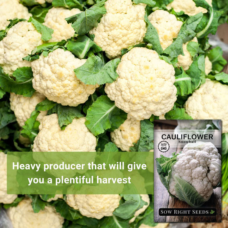 snowball cauliflower heavy producer that will give you a plentiful harvest