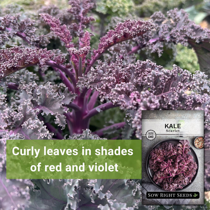 scarlet kale seeds curly leaves in shades of red and violet