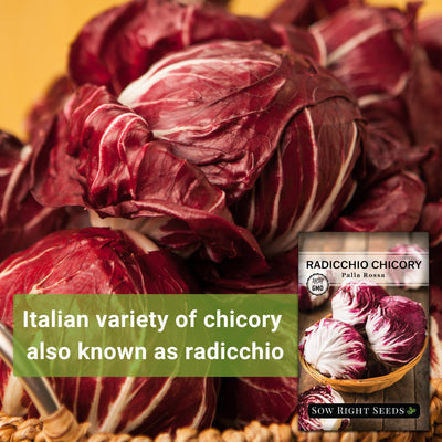 Radicchio Palla Rossa Chicory