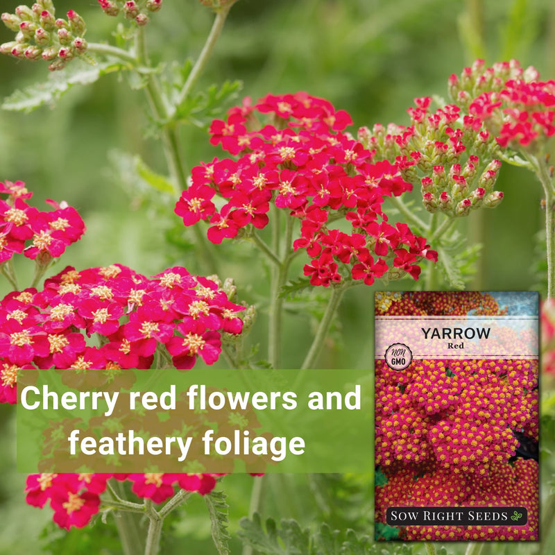 red yarrow cherry red flowers and feathery foliage