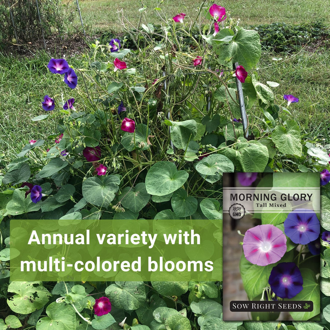 smoke morning glory seeds Tall Mixed Morning Glory