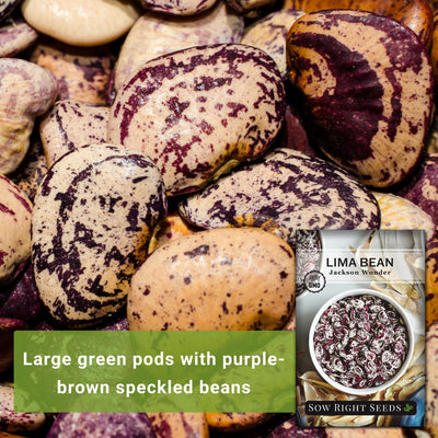 jackson wonder lima bean seeds large green pods with purple-brown speckled beans