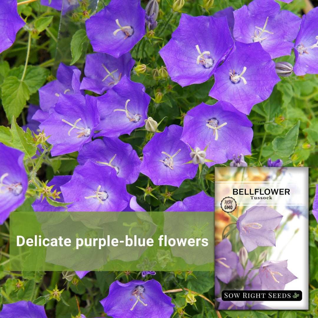 【希少】A Darden of Bell Flowers Creeping Bellflower - Plant Identification by Pamela Borden