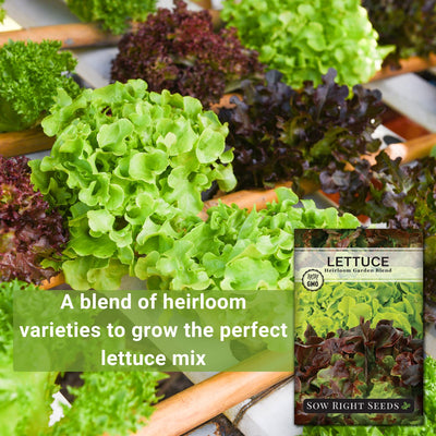 heirloom garden blend lettuce a blend of heirloom varieties to grow the perfect lettuce mix