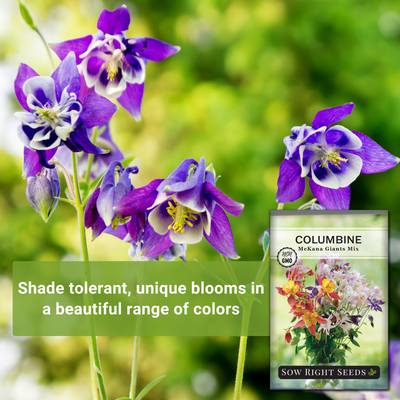 mckana giants mix columbine seeds shade tolerant unique blooms in a beautiful range of colors