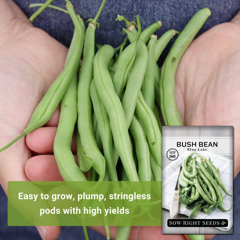 blue lake bush bean seeds easy to grow plump stringless pods with high yields