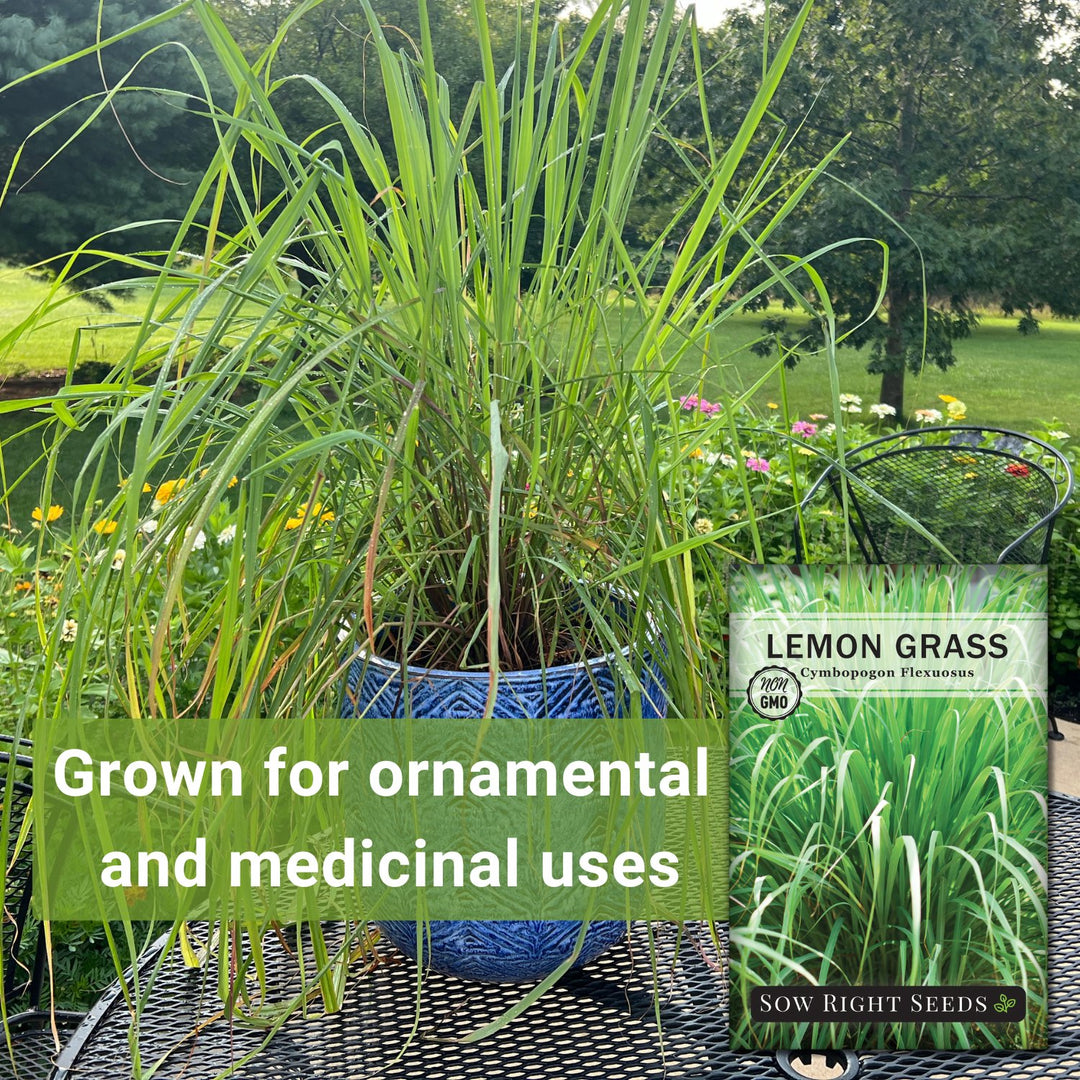 lemon grass seeds for planting Sow Right Seeds