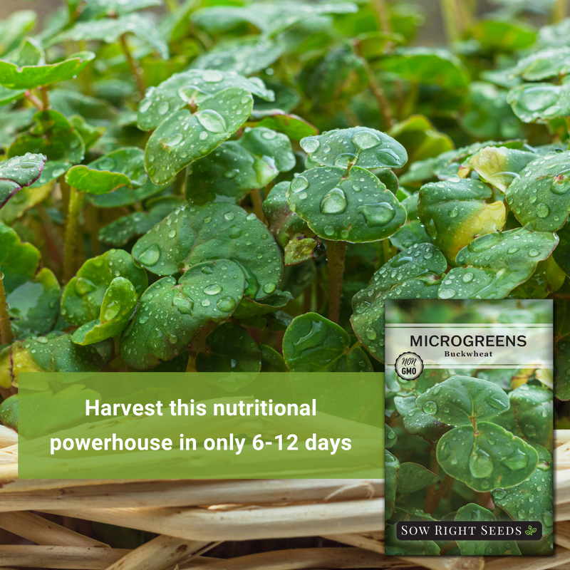 buckwheat microgreens seeds harvest this nutritional powerhouse in only six to 12 days