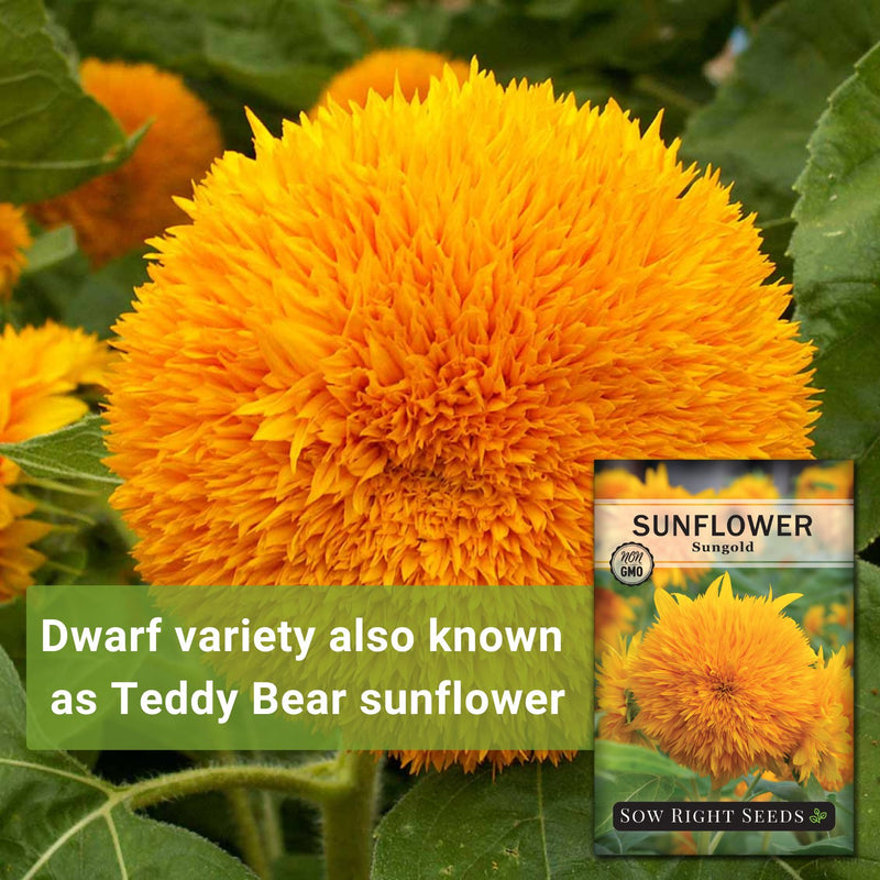 Dwarf Sungold Sunflower