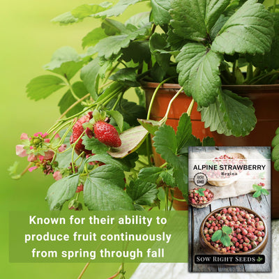 regina alpine strawberry seeds known for their ability to produce fruit continuously from spring through fall