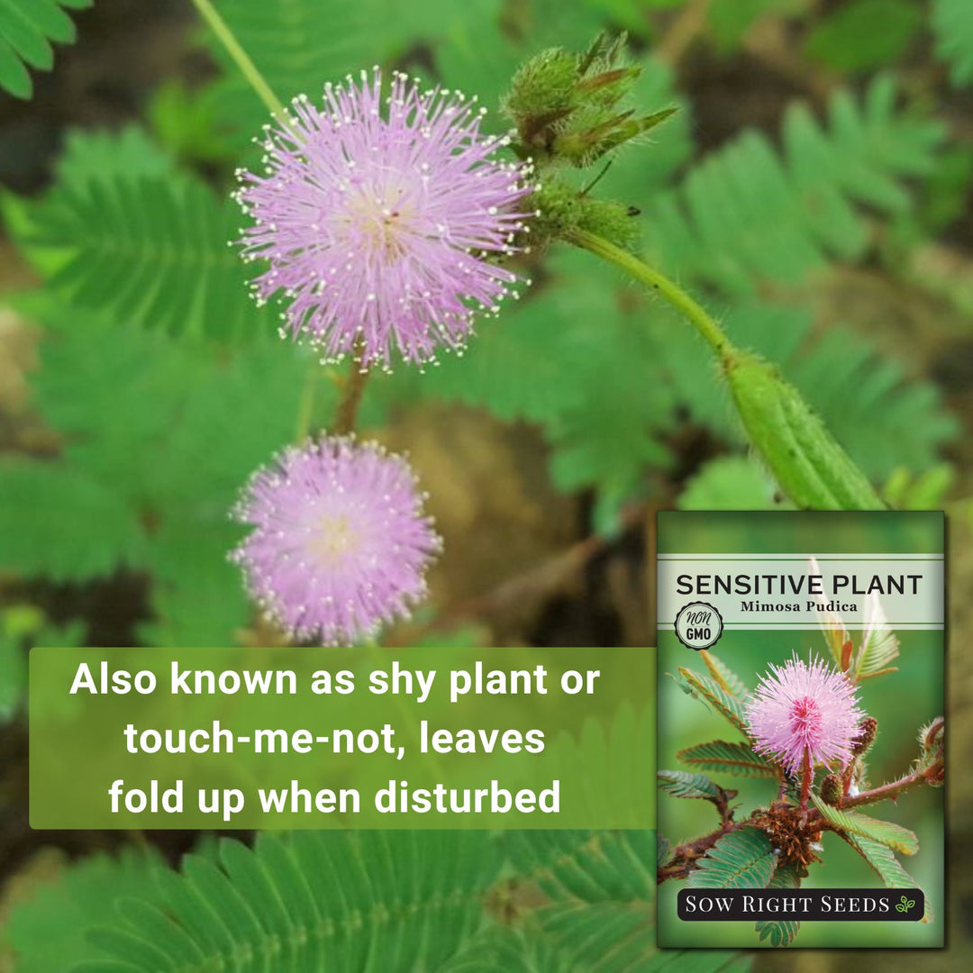 Sensitive Plant Seeds