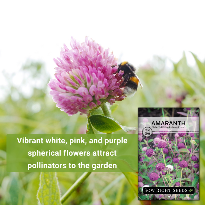 globe tall mixed amaranth seeds vibrant white pink and purple spherical flowers attract pollinators to the garden