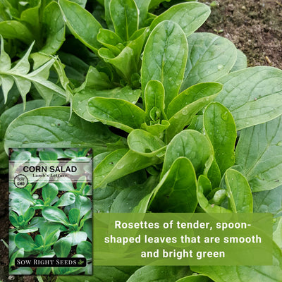 lambs lettuce corn salad seeds rosettes of tender spoon-shaped leaves that are smooth and bright green