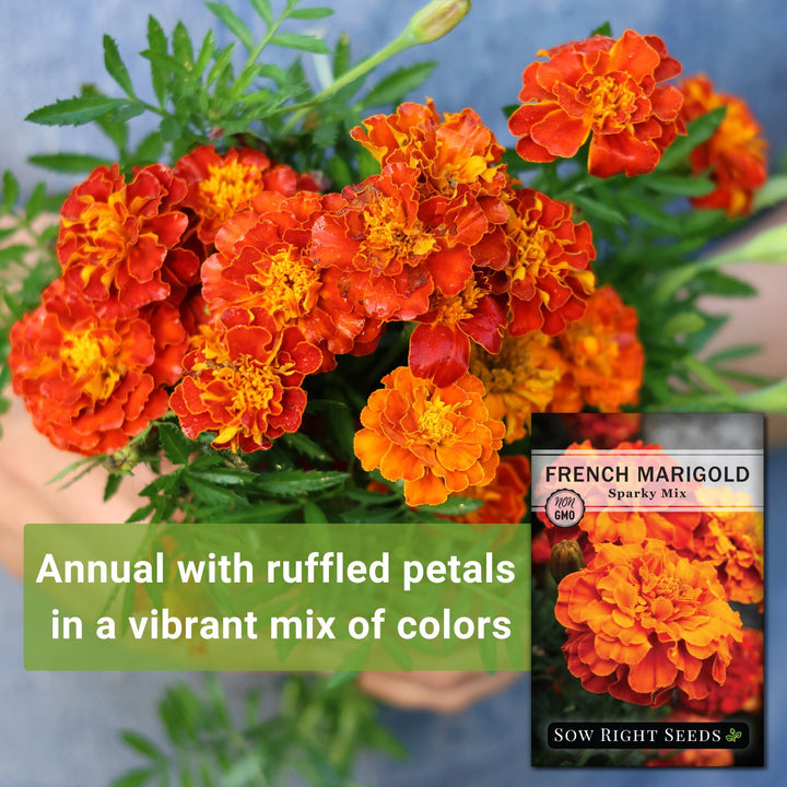 marigold sparky seeds Sparky Mix Marigold Seeds