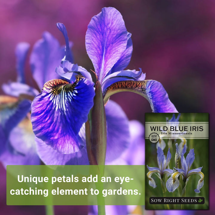 planting wild iris seeds Wild Blue Iris