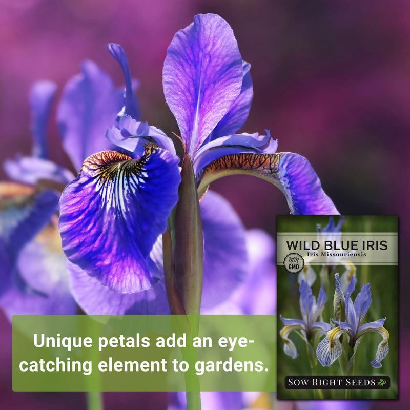 wild blue iris unique petals add an eye-catching element to gardens
