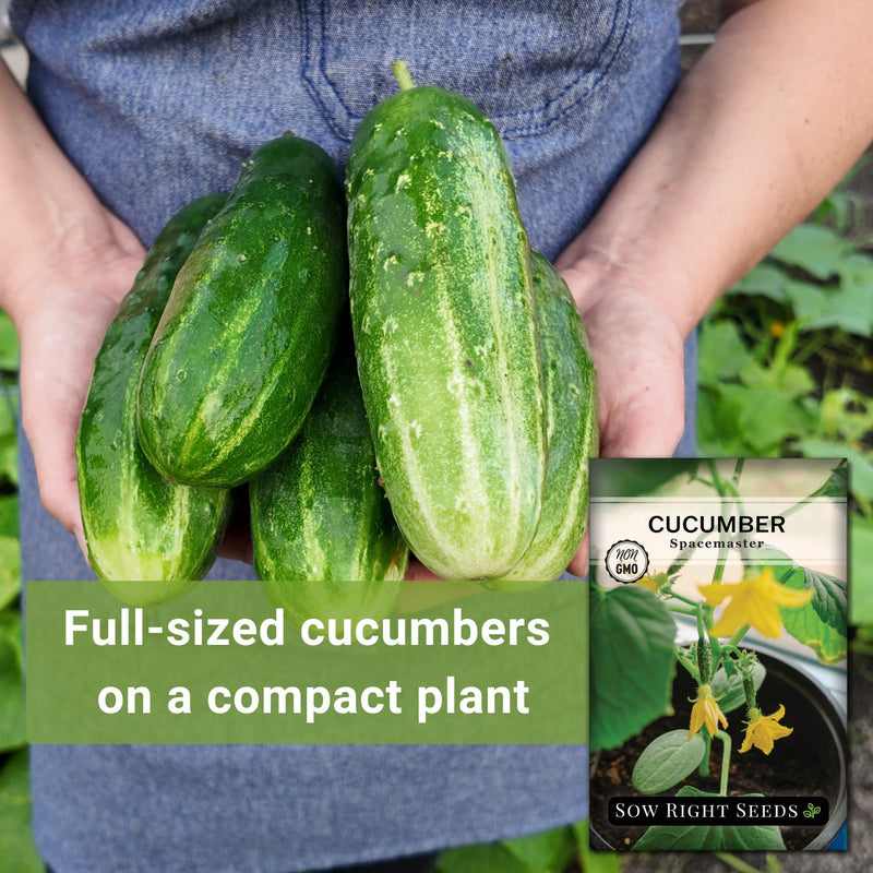 spacemaster cucumber seeds full-sized cucumbers on a compact plant