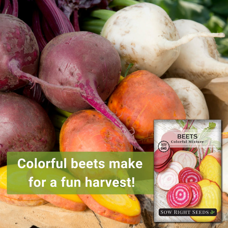 Colorful Mixture Beet