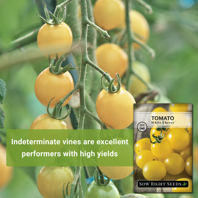 white cherry tomato seeds indeterminate vines are excellent performers with high yields 