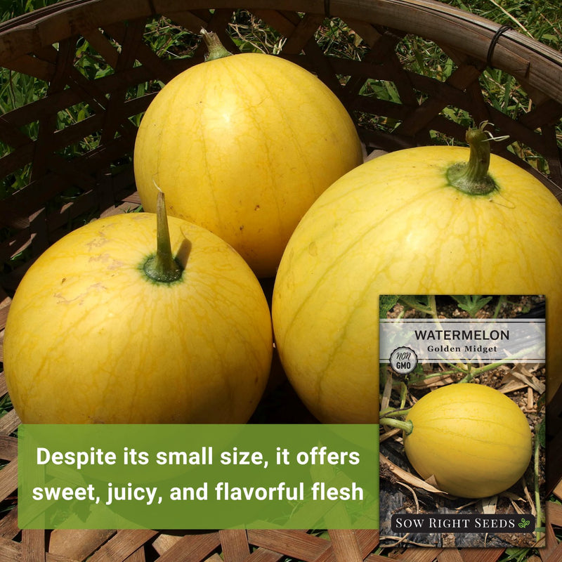 golden midget watermelon seeds despite its small size it offers sweet juicy and flavorful flesh