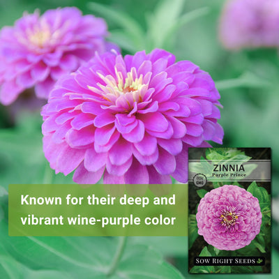 purple prince zinnia seeds known for their deep and vibrant wine-purple color