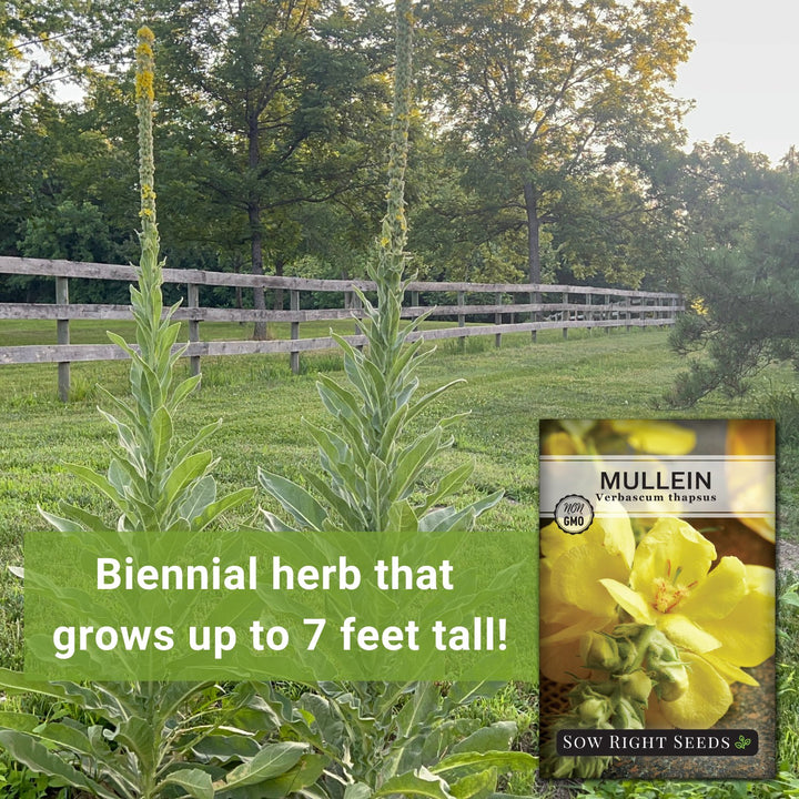 mullein plant seeds for sale Mullein Seeds (Organic)