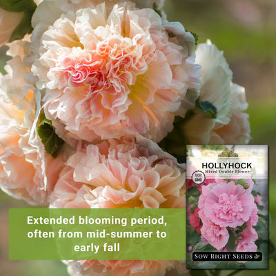 mixed double flower hollyhock seeds extended blooming period often from mid-summer to early fall