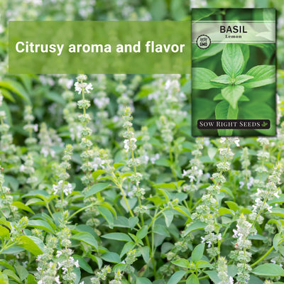 lemon basil seeds citrusy aroma and flavor