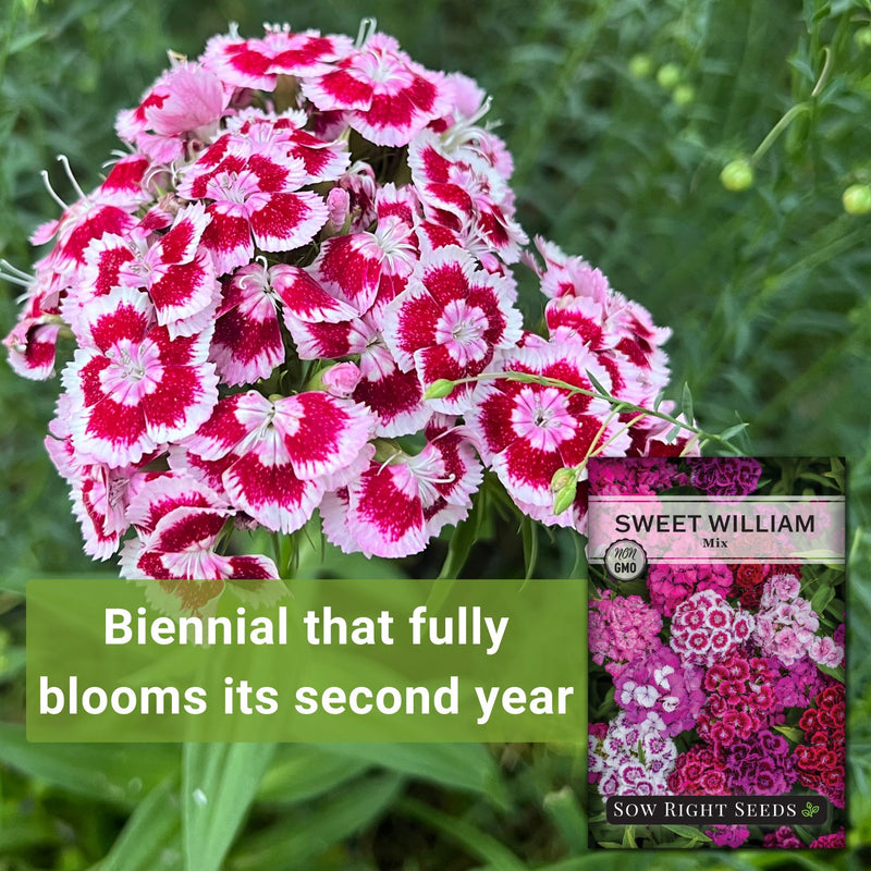 sweet william mix seeds biennial that fully blooms its second year