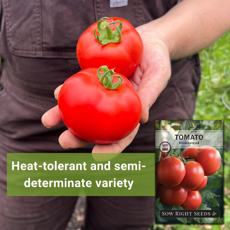 Homestead Tomato Seeds