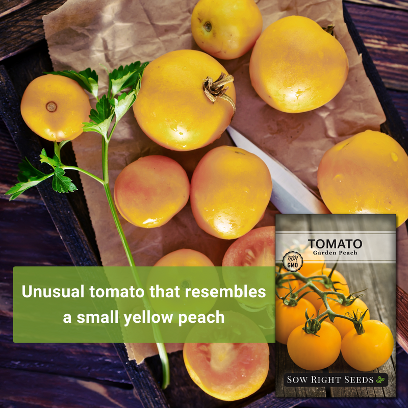 garden peach tomato seeds unusual tomato that resembles a small yellow peach