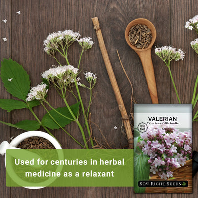 valerian seeds used for centuries in herbal medicine as a relaxant