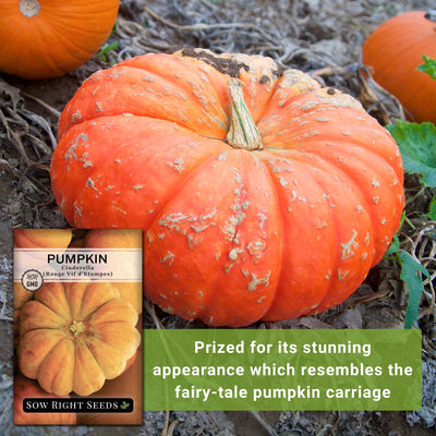 cinderella pumpkin seeds prized for its stunning appearance which resembles the fairy tale pumpkin carriage