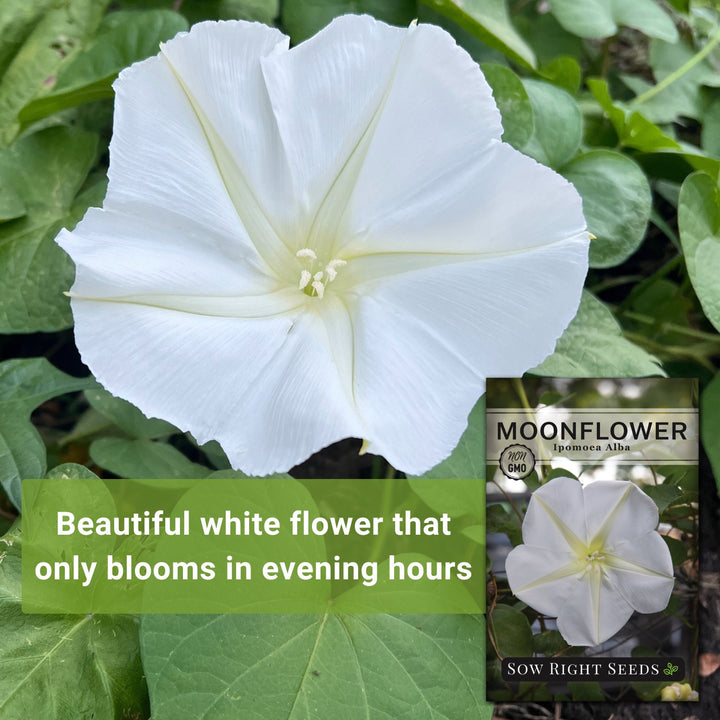 white flower seeds Sow Right Seeds - Moonflower (Ipomoea alba) Flower Seeds for Planting - Beautiful Flowers to Plant in Your Home Garden - Non-GMO Heirloom Seeds