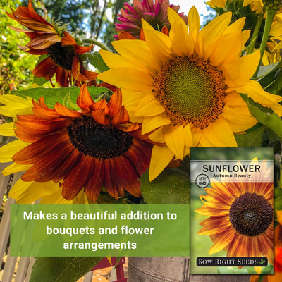 autumn beauty sunflower makes a beautiful addition to bouquets and flower arrangements