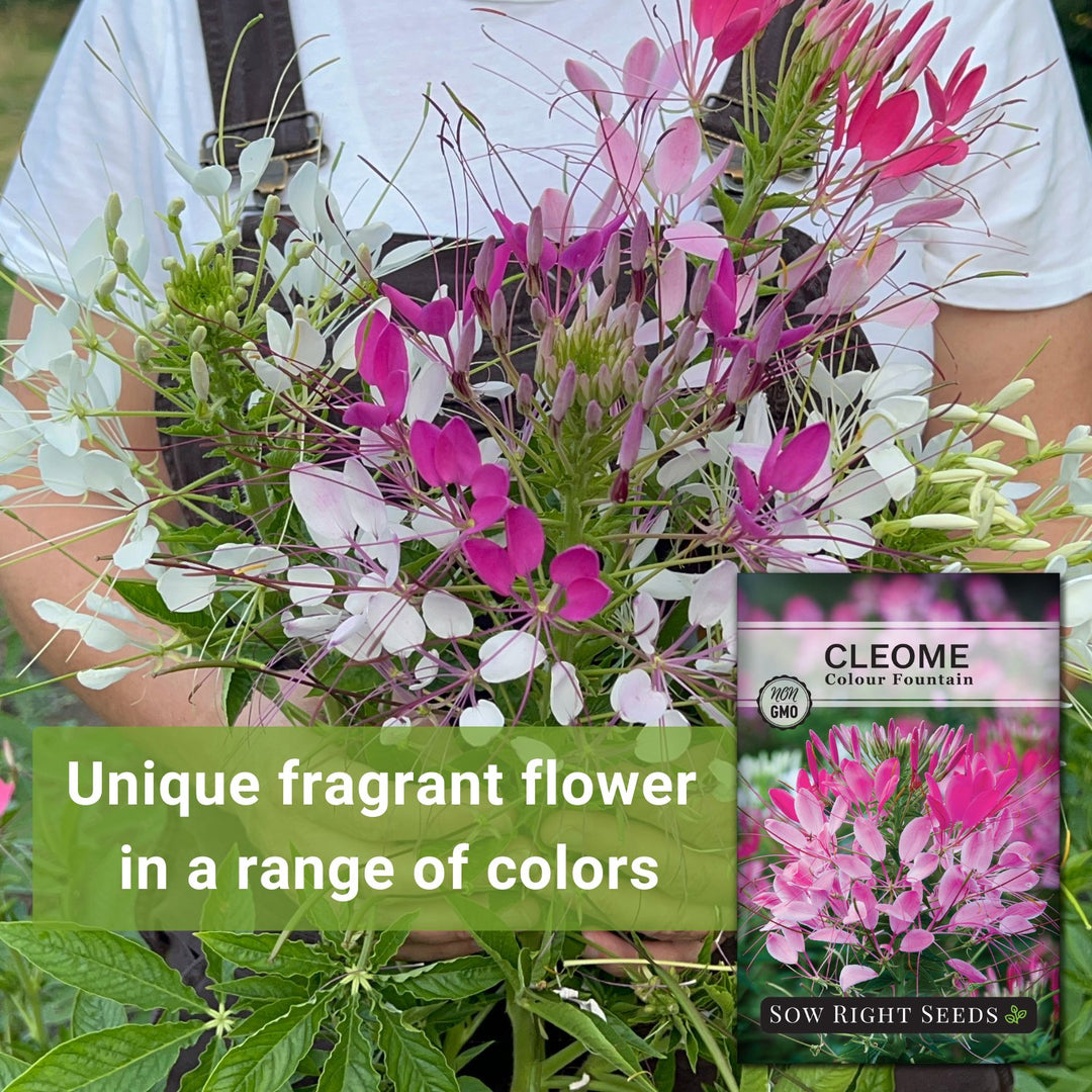 planting cleome seeds indoors Colour Fountain Cleome Seeds