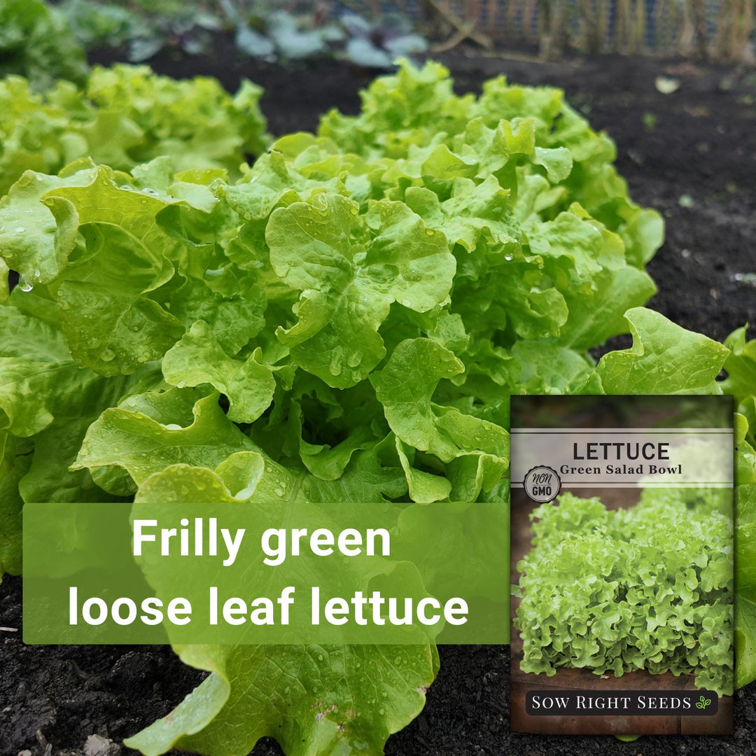 plant salad seeds Sow Right Seeds - Green Salad Bowl Lettuce Seed for Planting