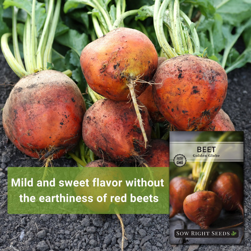 golden globe beet mild and sweet flavor without the earthiness of red beets